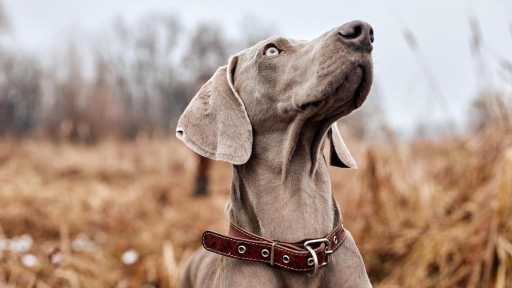 Un perro en un bosque.
