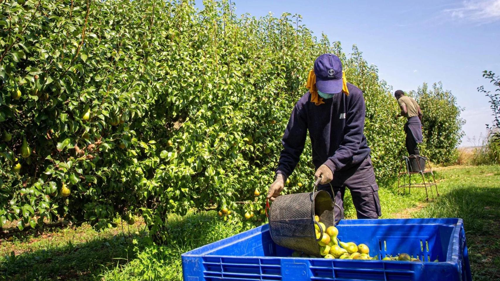 Imagen de archivo de un trabajador en la campaña de recogida de la fruta