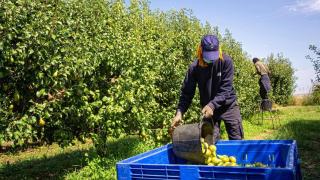 Imagen de archivo de un trabajador en la campaña de recogida de la fruta