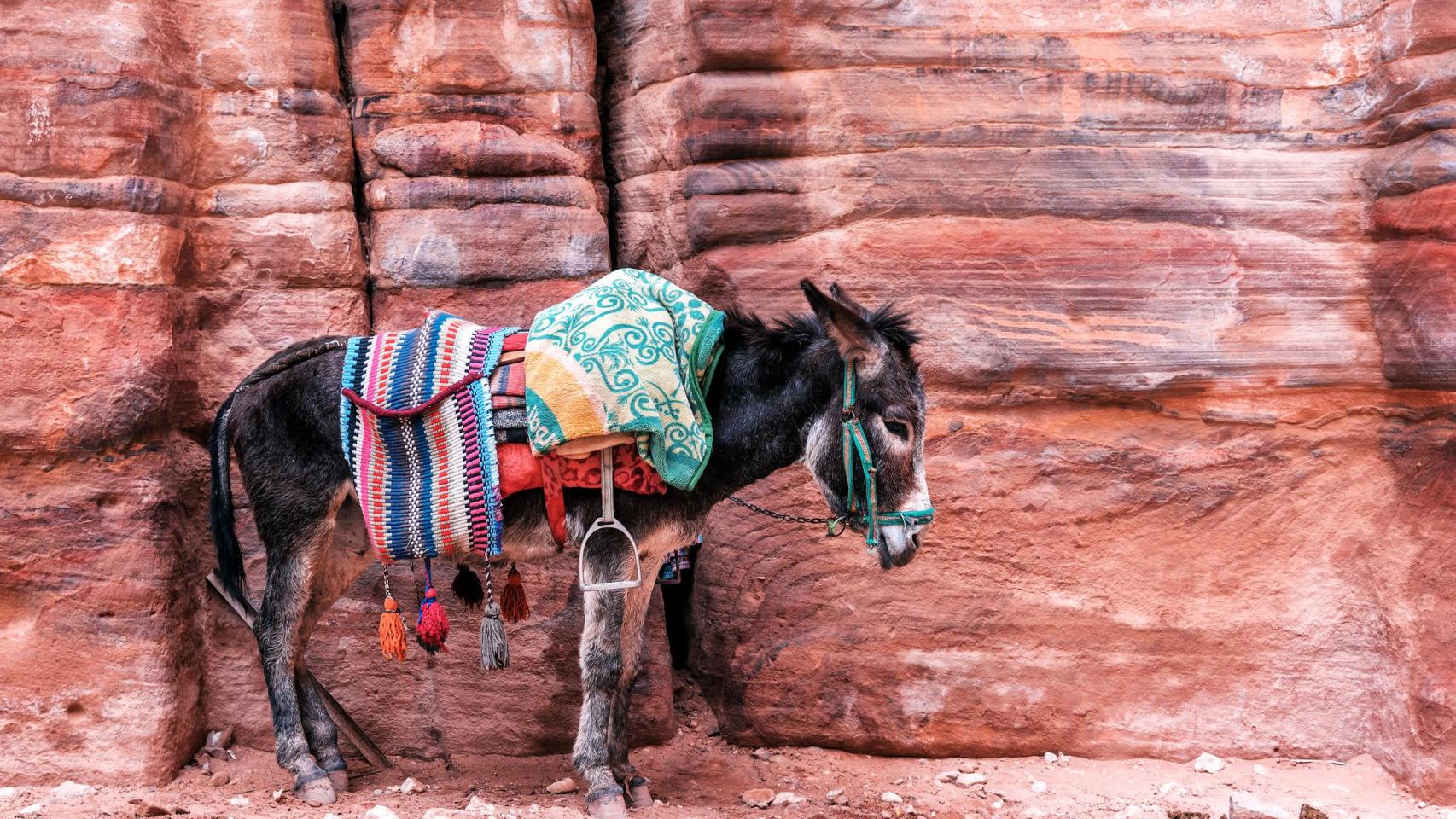 Un burro usado para el entretenimiento de los turistas.