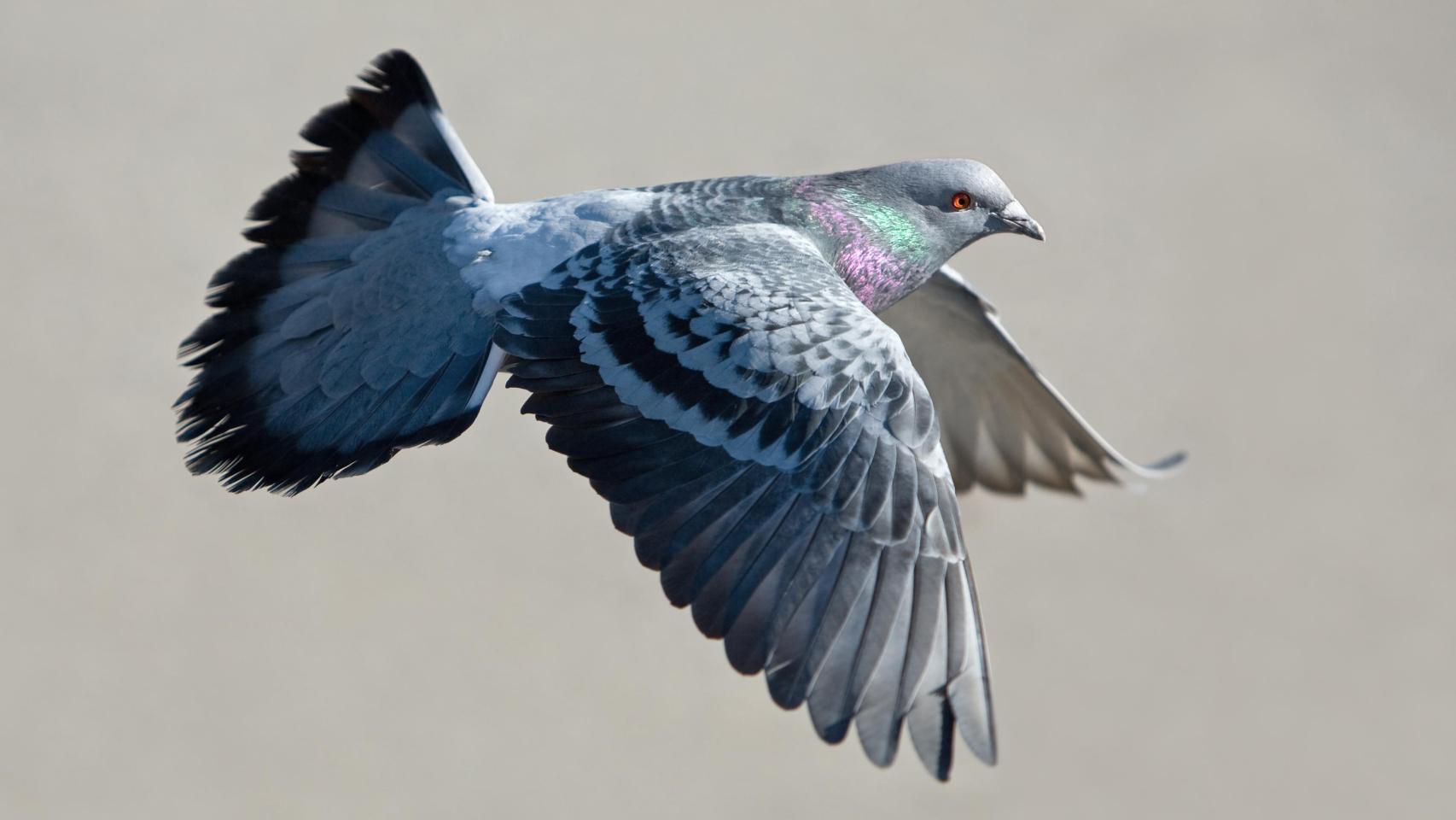 Una paloma en pleno vuelo.