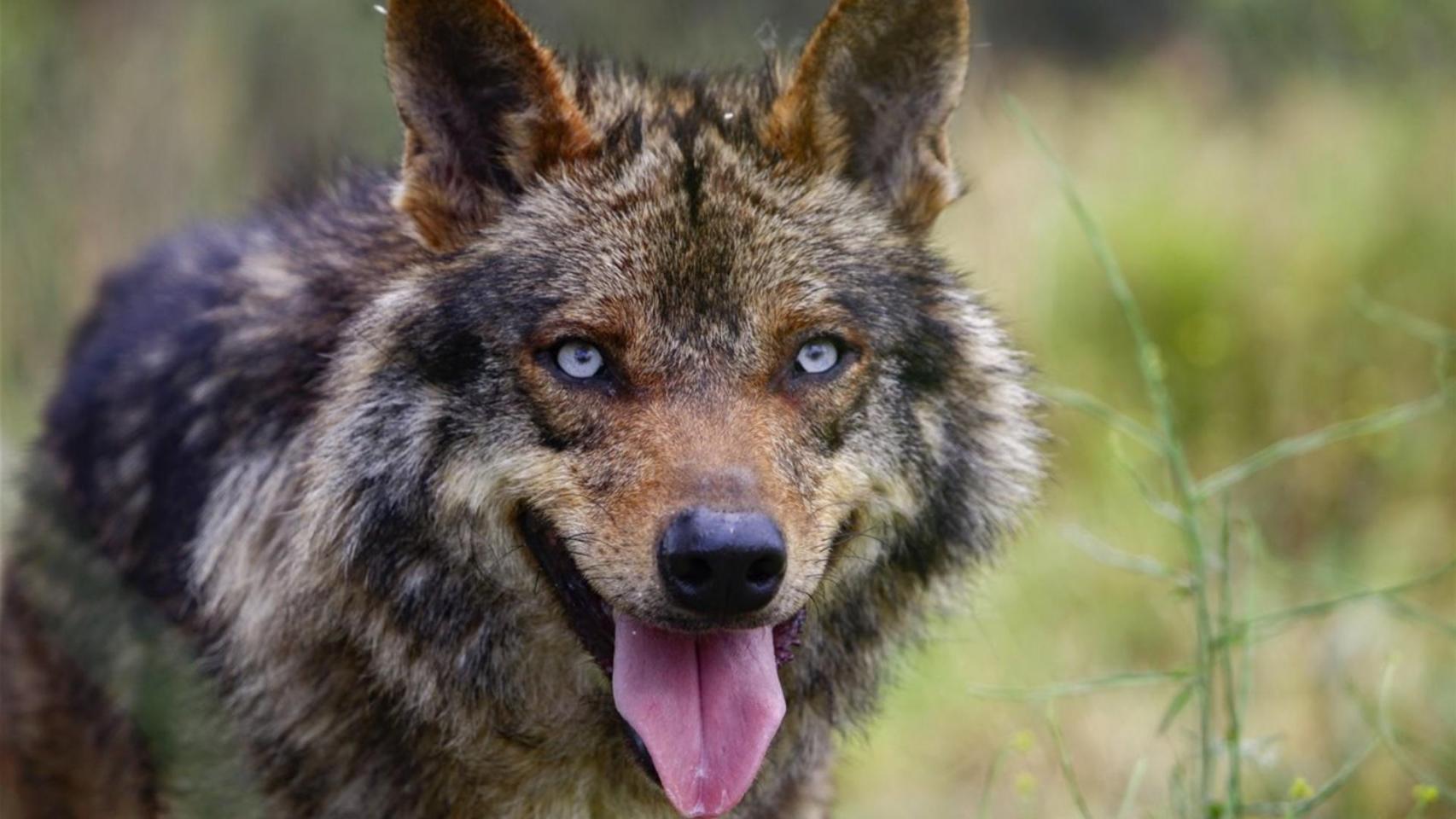 Los expertos coinciden: la expansión del lobo hacia el sur de España es vital para el equilibrio del Mediterráneo