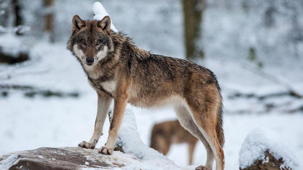 El lobo mantiene el equilibrio.