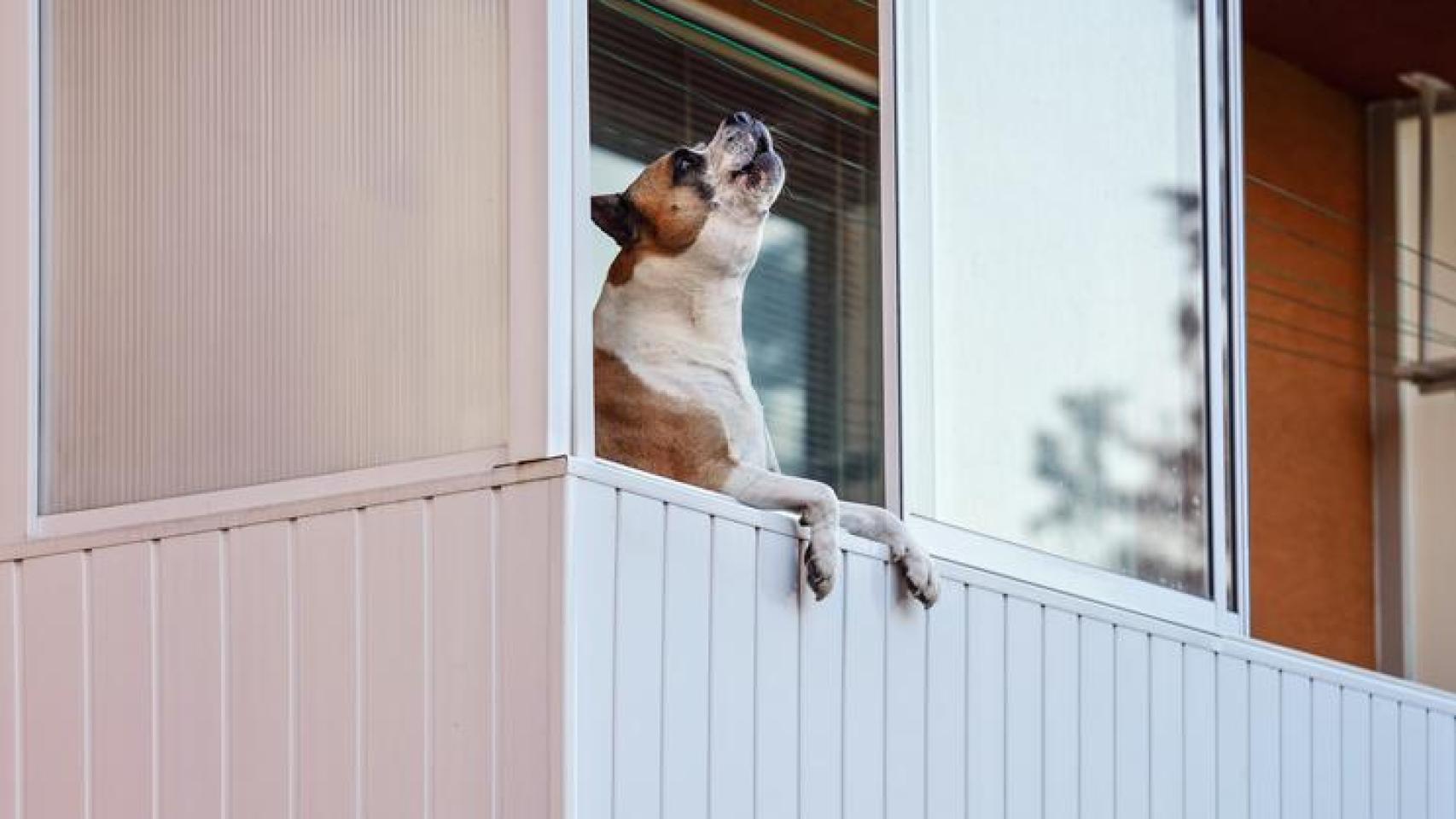 Perro aullando en un balcón particular.