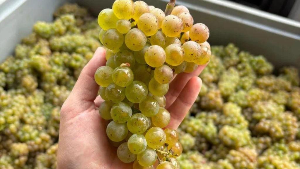 Uvas para cosechar vinos