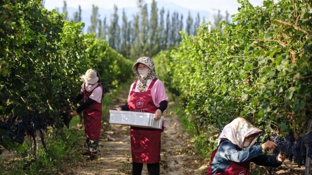 Trabajadores examinan la calidad de la uva en la bodega Cannan, durante la cosecha en Hebei.