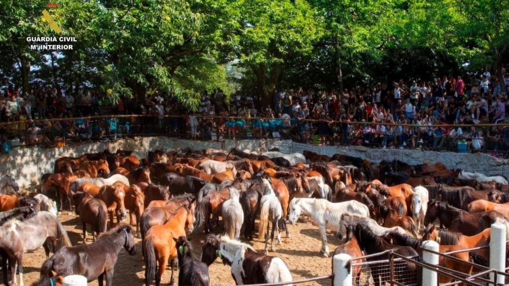 Cinco detenidos por robar 70 caballos en la Serra do Barbanza.