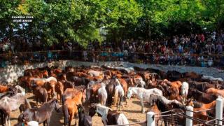 Cinco detenidos por robar 70 caballos en la Serra do Barbanza.