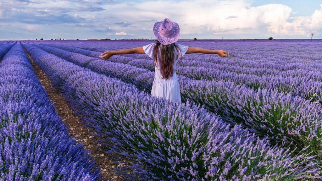 Campo de lavanda en Brihuega.
