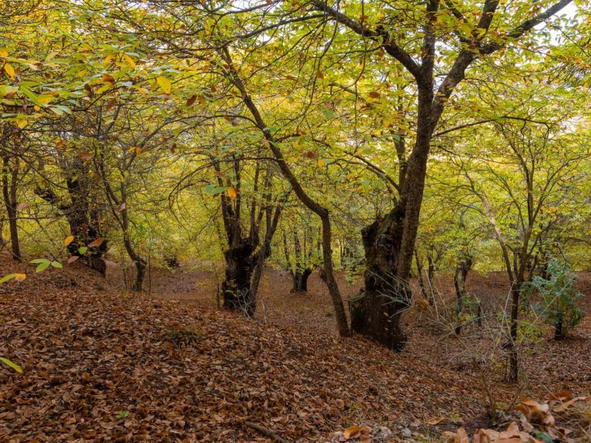 Castañas del Bosque de Cobre en el Valle de Genal.