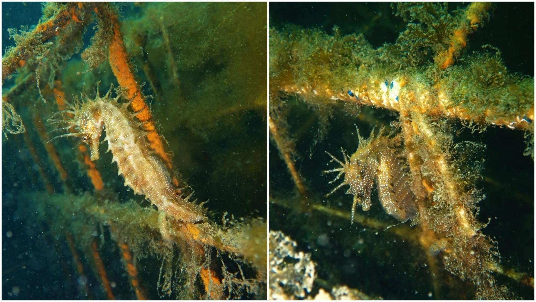 El Puerto de Vigo tiene dos nuevos inquilinos: una pareja de caballitos de mar se ha instalado en A Laxe