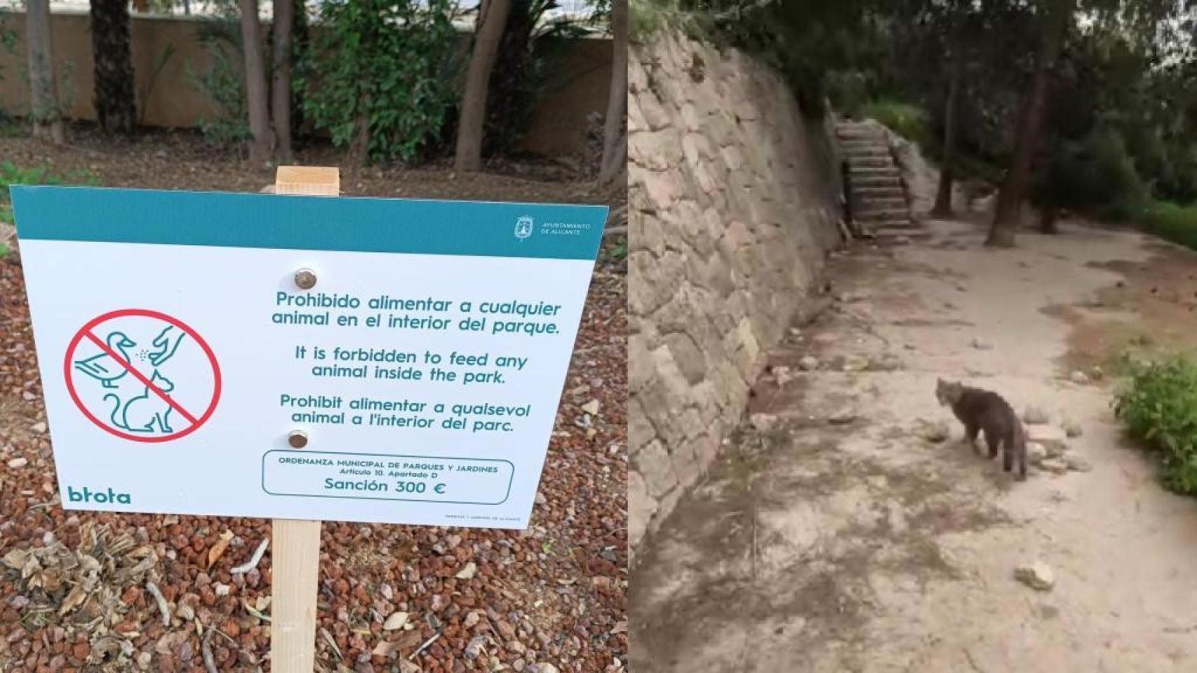 Los paneles informativos en el parque El Palmeral, junto a un gato en la zona de la Ereta.