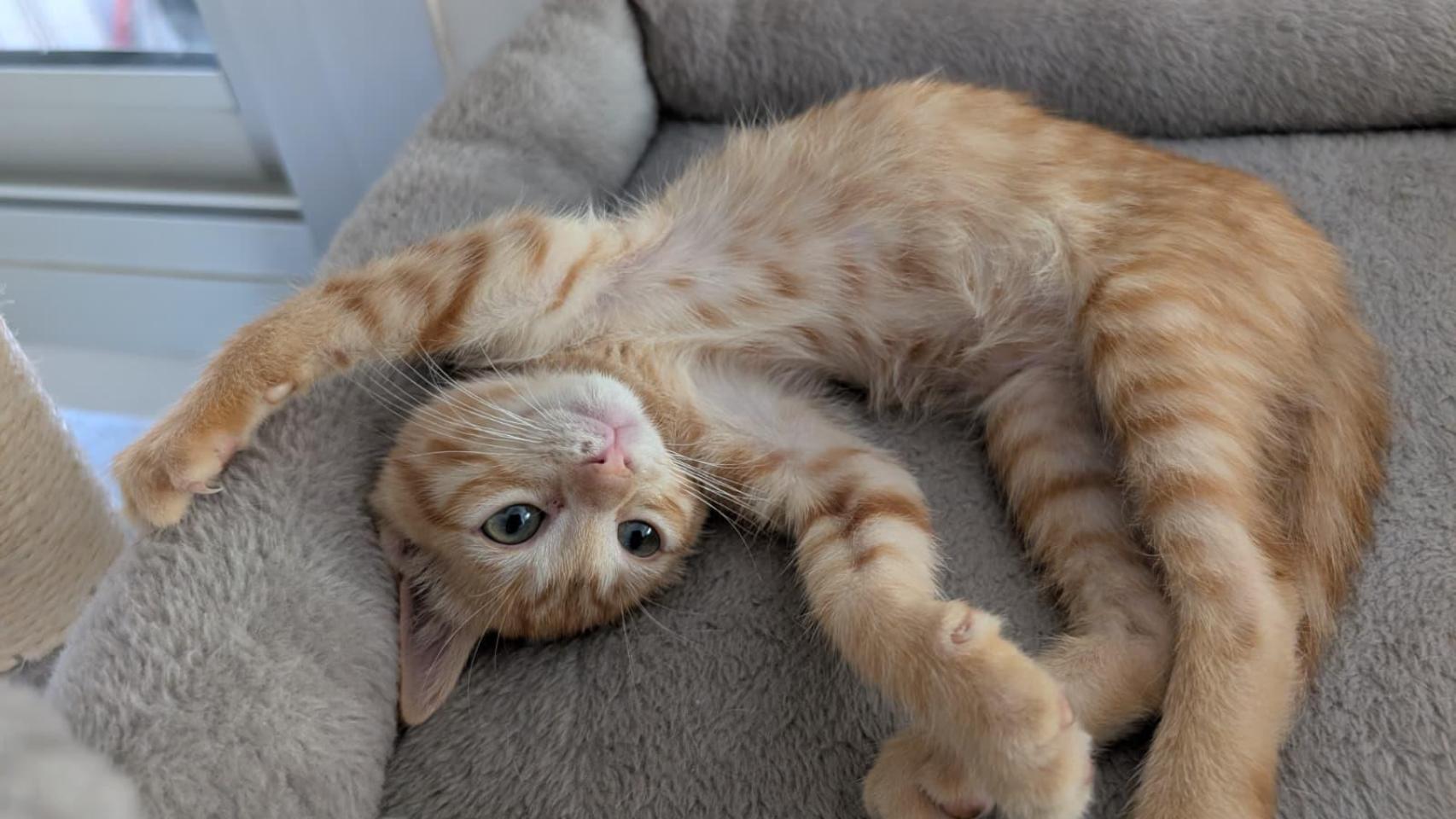 Un gato naranja.