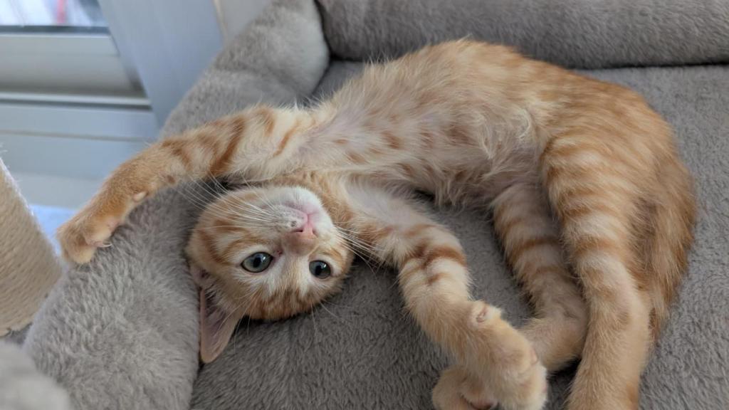 Un gato naranja.