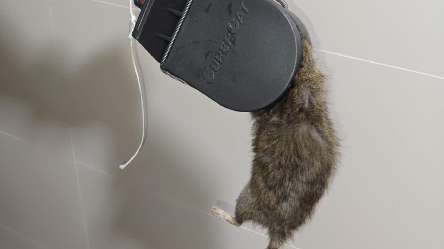 Cadáver de una rata encontrado en el interior del hogar de un vecino