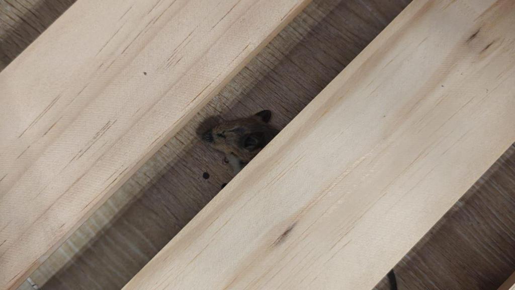 Rata encontrado debajo de una cama