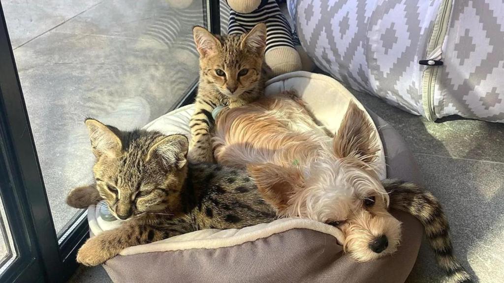 Sushi, Tuna y Oscar.