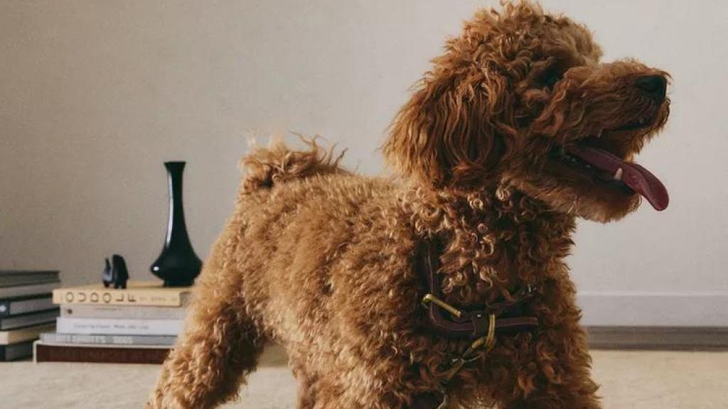Un perro con un collar de Zara.