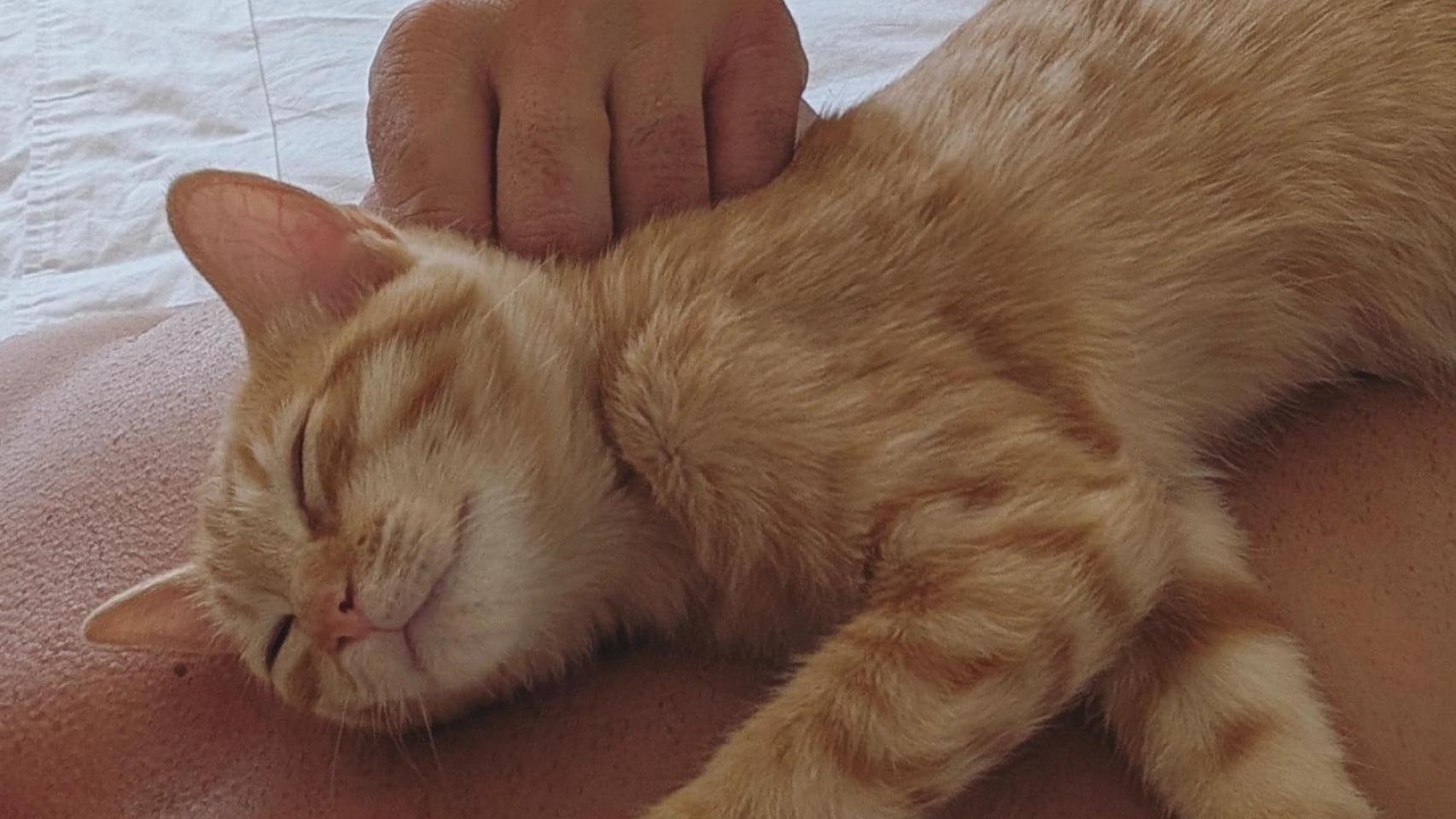 Un gato naranja.