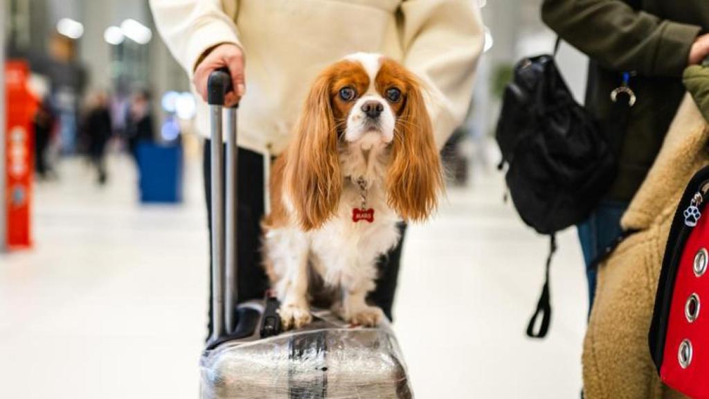 Perro en el aeropuerto sobre una maleta.