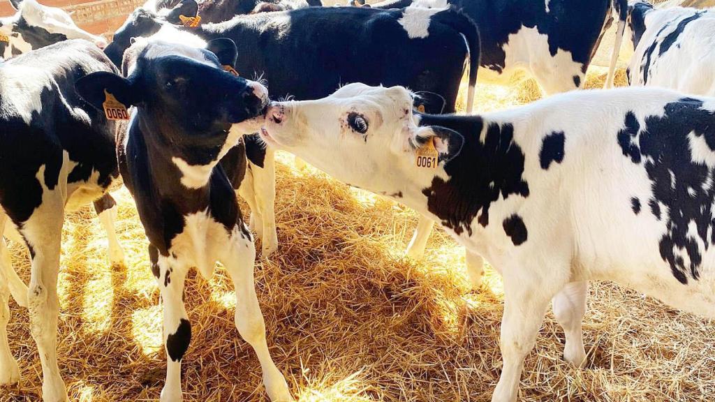 Las vacas en la explotación ganadera.
