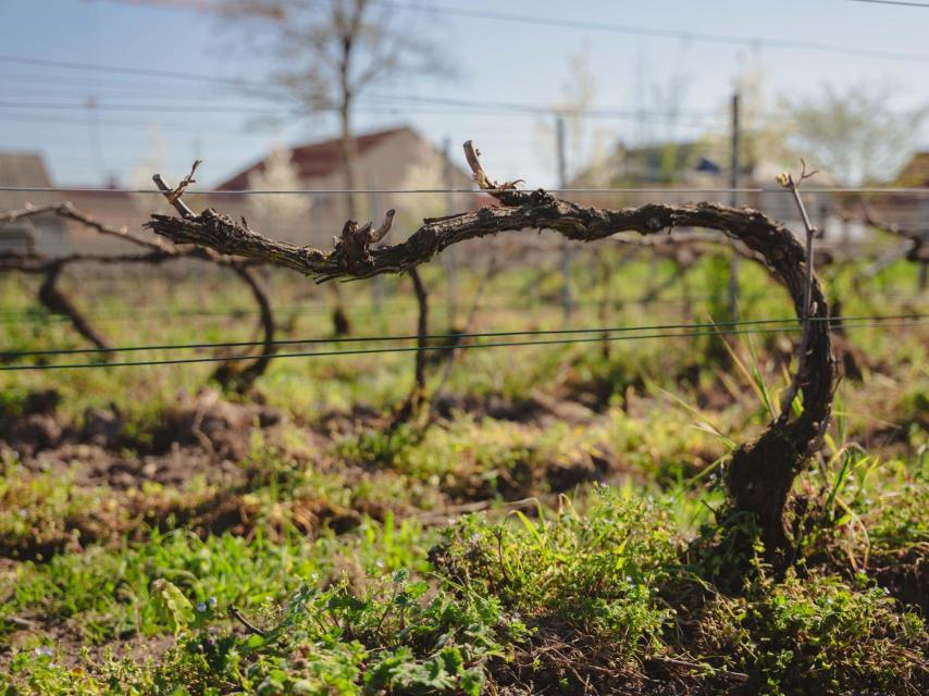 Krug Behind the Scenes 2026 - Romain Berthiot