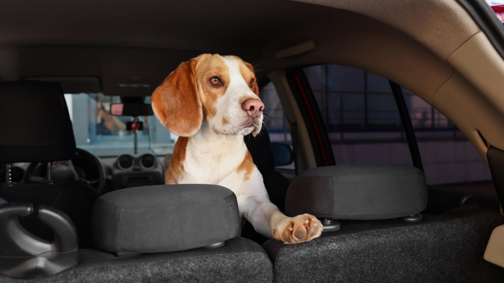 Un perro en un vehículo, en una imagen de Shutterstock.