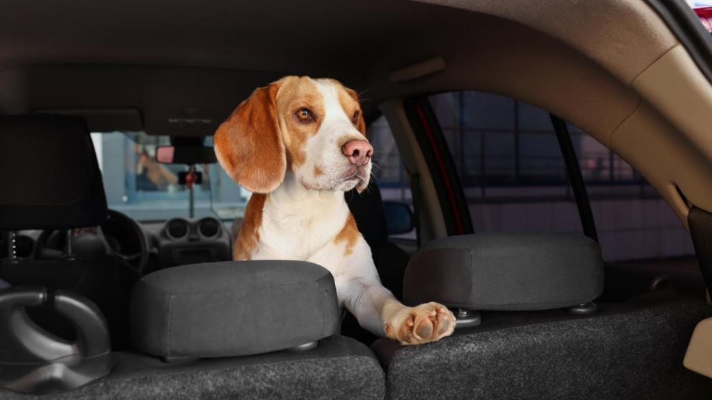 Un perro en un vehículo, en una imagen de Shutterstock.