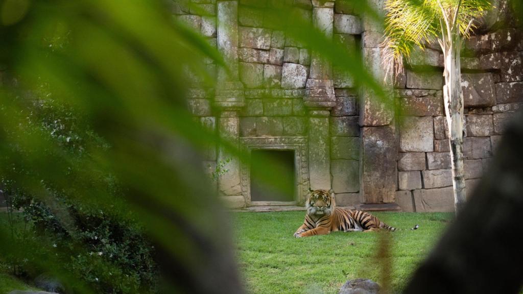 Tigre de Sumatra en Bioparc Fuengirola.