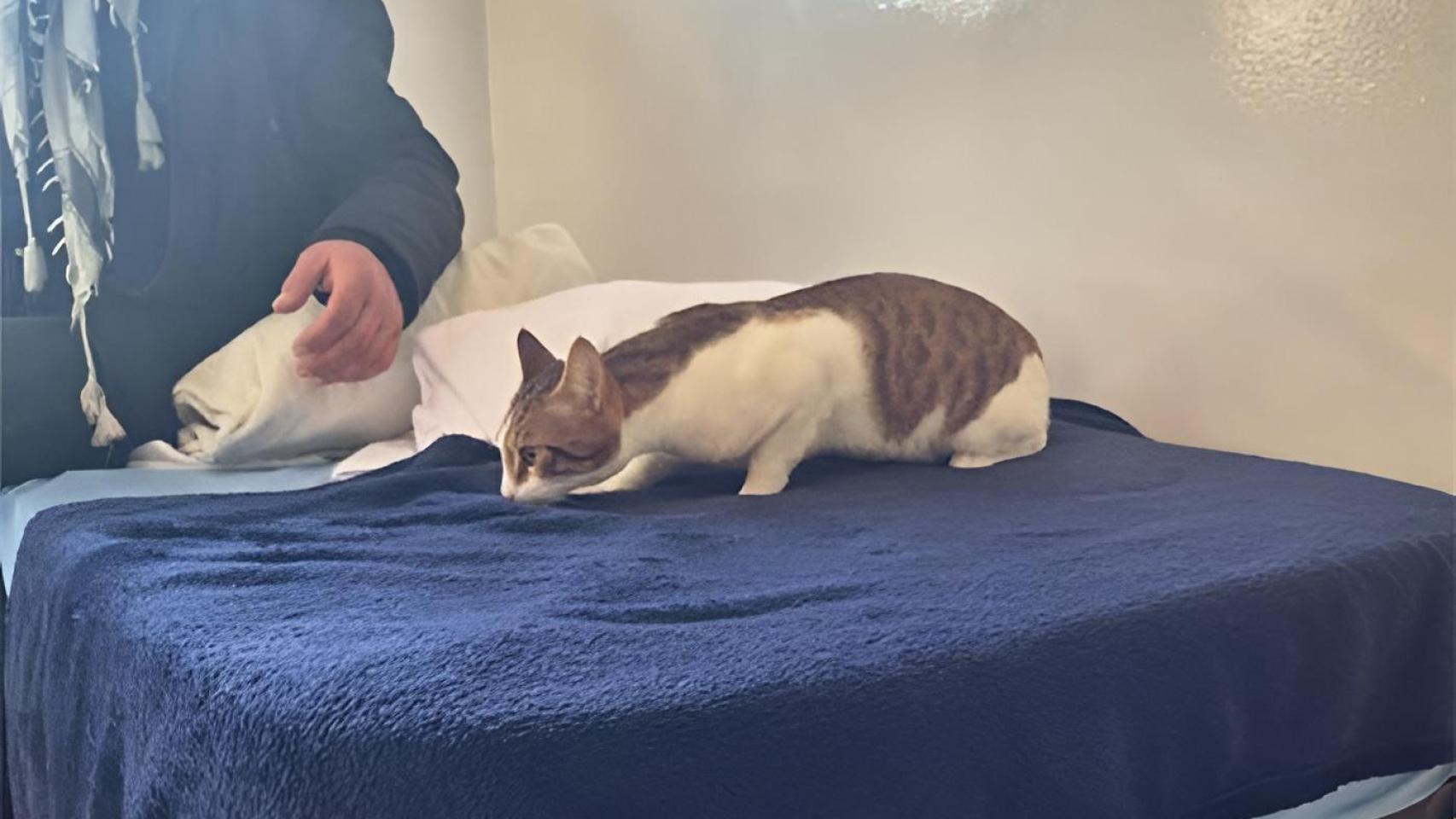 Un gato en una cama.