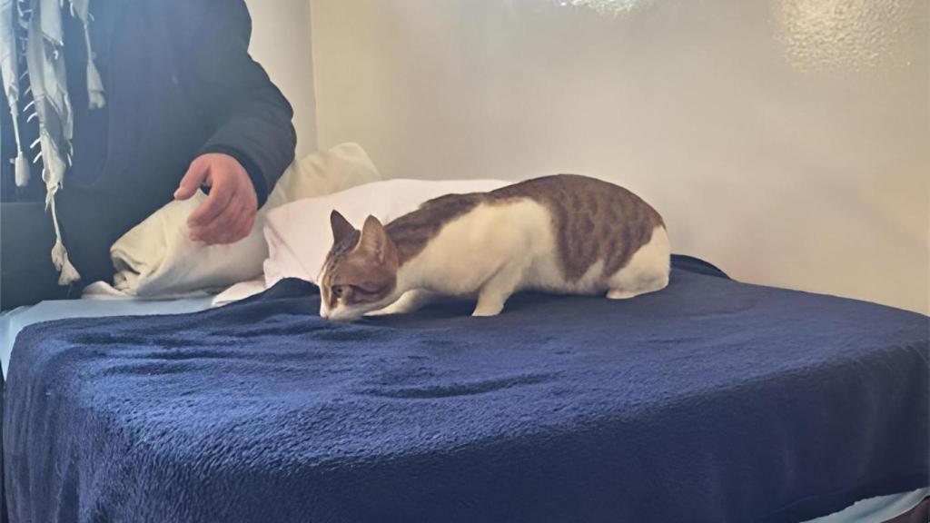 Un gato en una cama.