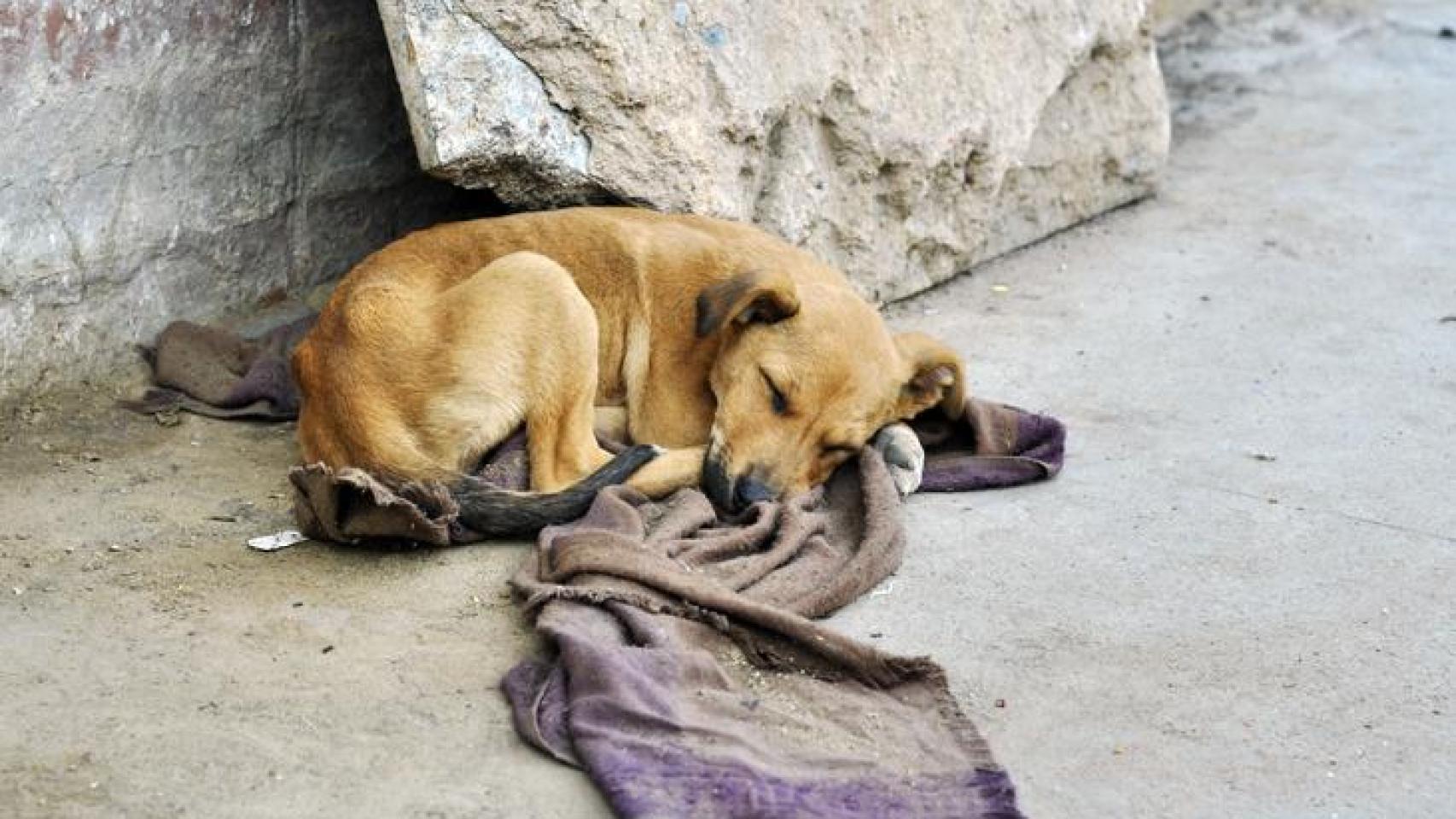 Un perrito durmiendo en la calle.