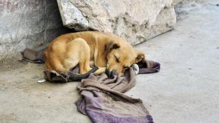 Un perrito durmiendo en la calle.