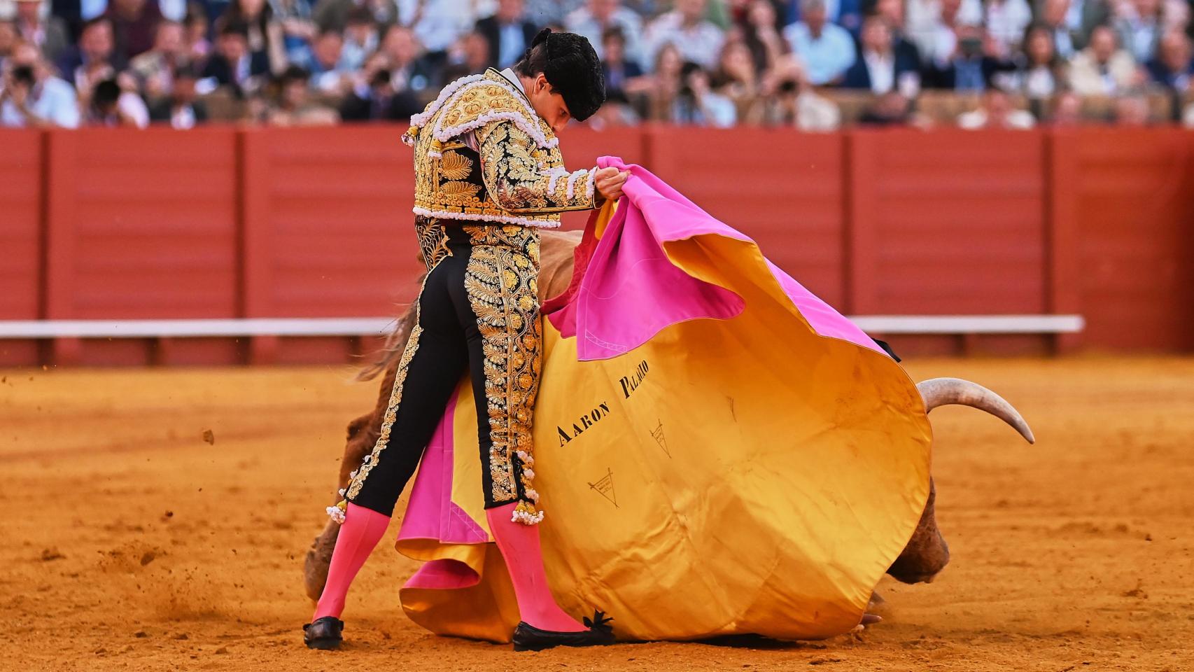 Aarón Palacios pega un lance a la verónica en la Maestranza de Sevilla.