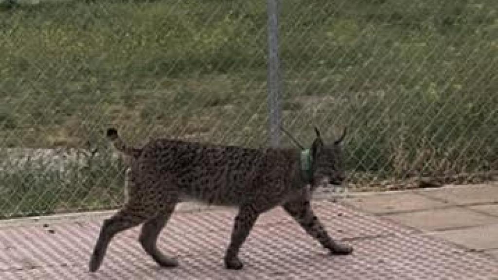 El ejemplar de lince ibérico en Cabañas de Yepes.