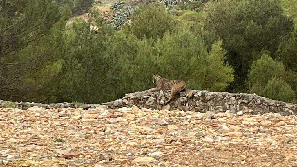 Lince ibérico en Cabañas de Yepes (Toledo).