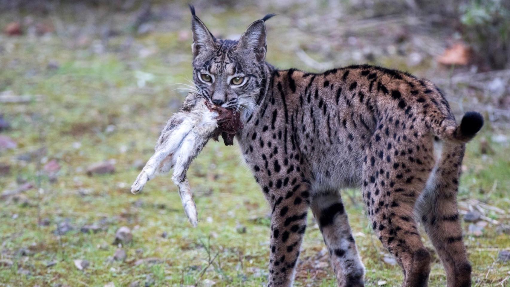 Un lince ibérico con una presa en la boca.