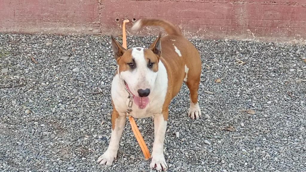 Tykoon, un bull terrier campeón de Europa joven.