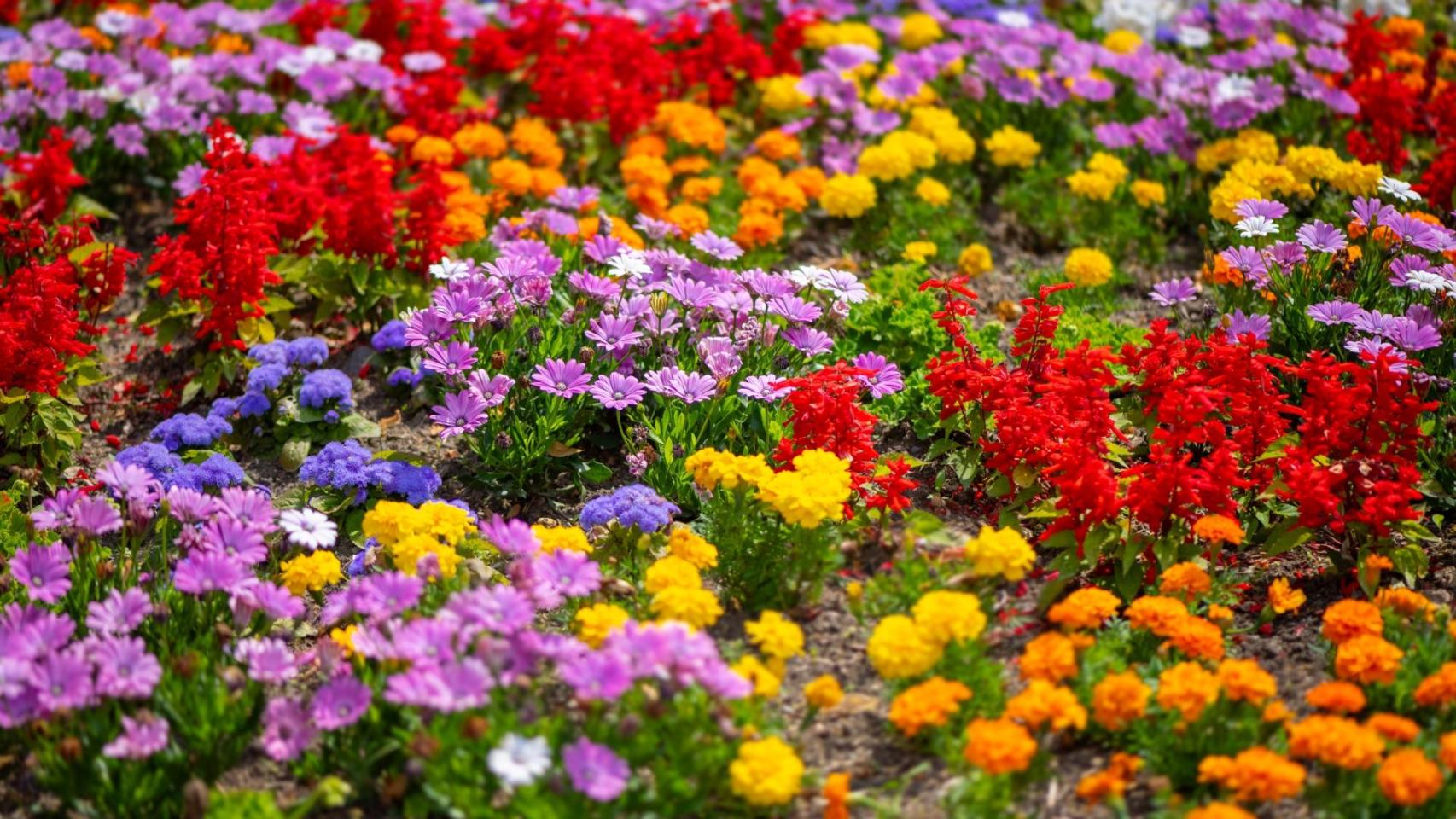 Jardín con flores