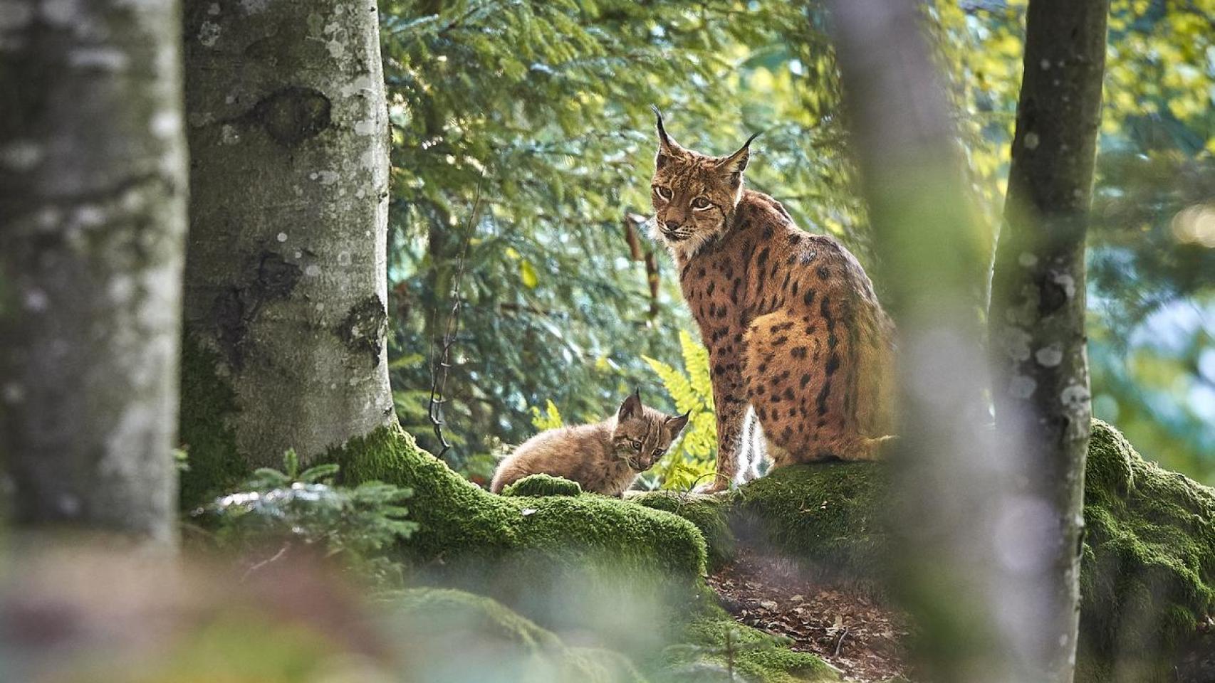Un lince con un cachorro.