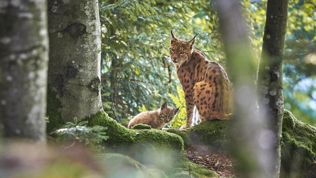 Un lince con un cachorro.