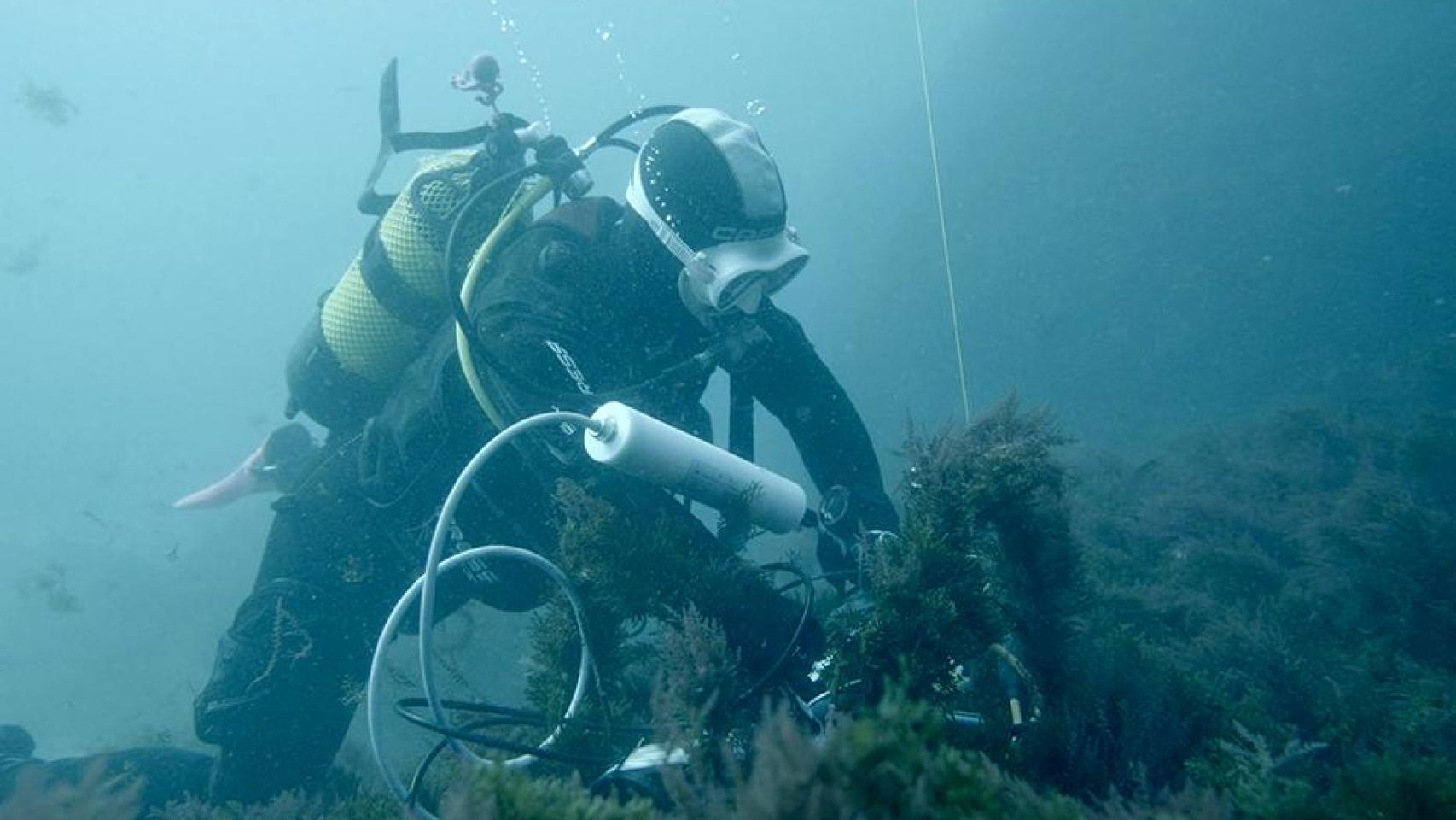 Un técnico instala un sensor en el fondo del mar.