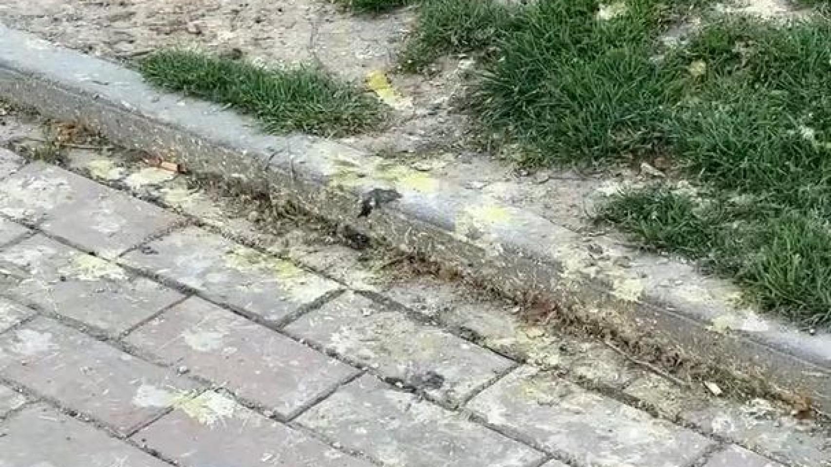 Imagen de una acera en zaragoza con excrementos de palomas torcaces.