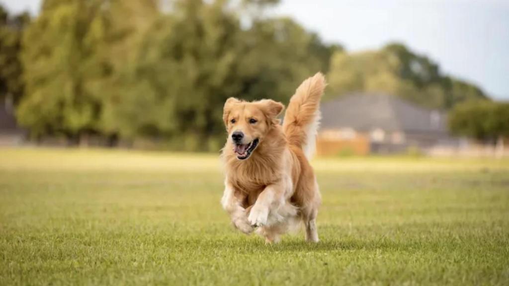 Un estudio genético en golden retrievers descubre un gen que alarga la vida de perros y humanos