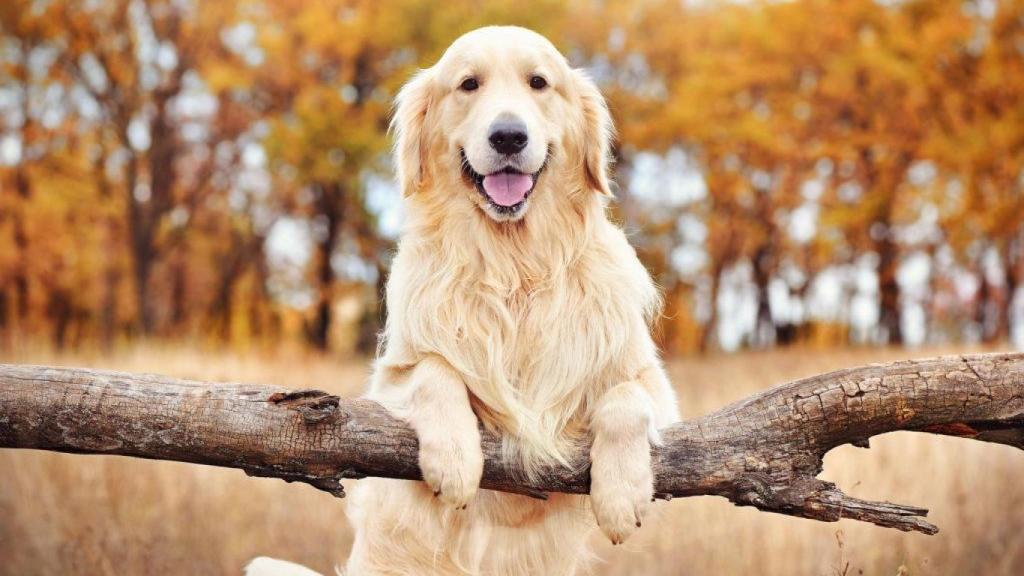 Detectan un gen clave en los golden retrievers.