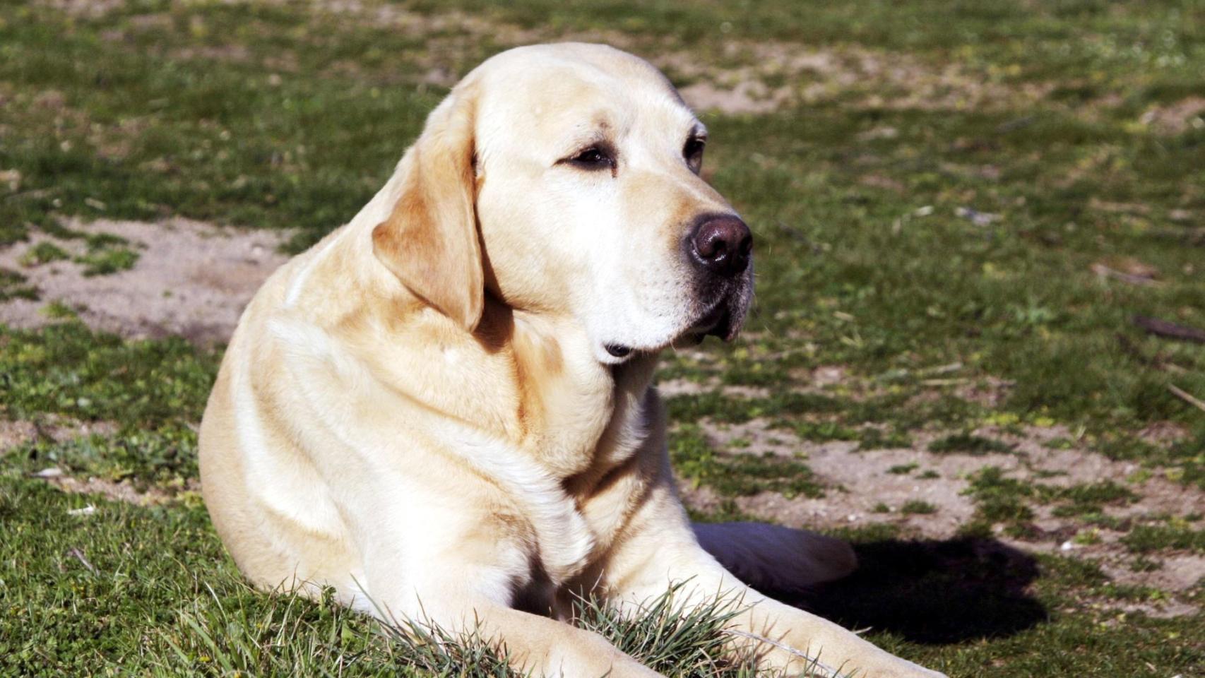 Imagen de archivo de un perro ladrador.