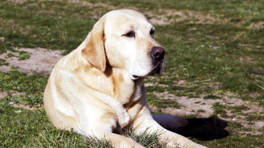 Imagen de archivo de un perro ladrador.