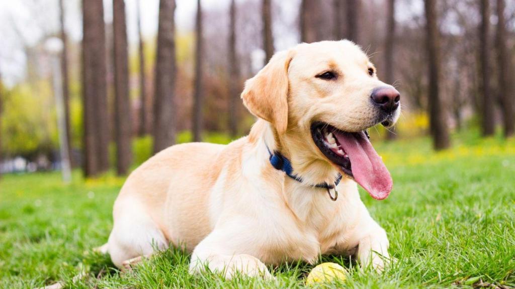 Un nuevo estudio relaciona directamente a los labradores con los humanos.