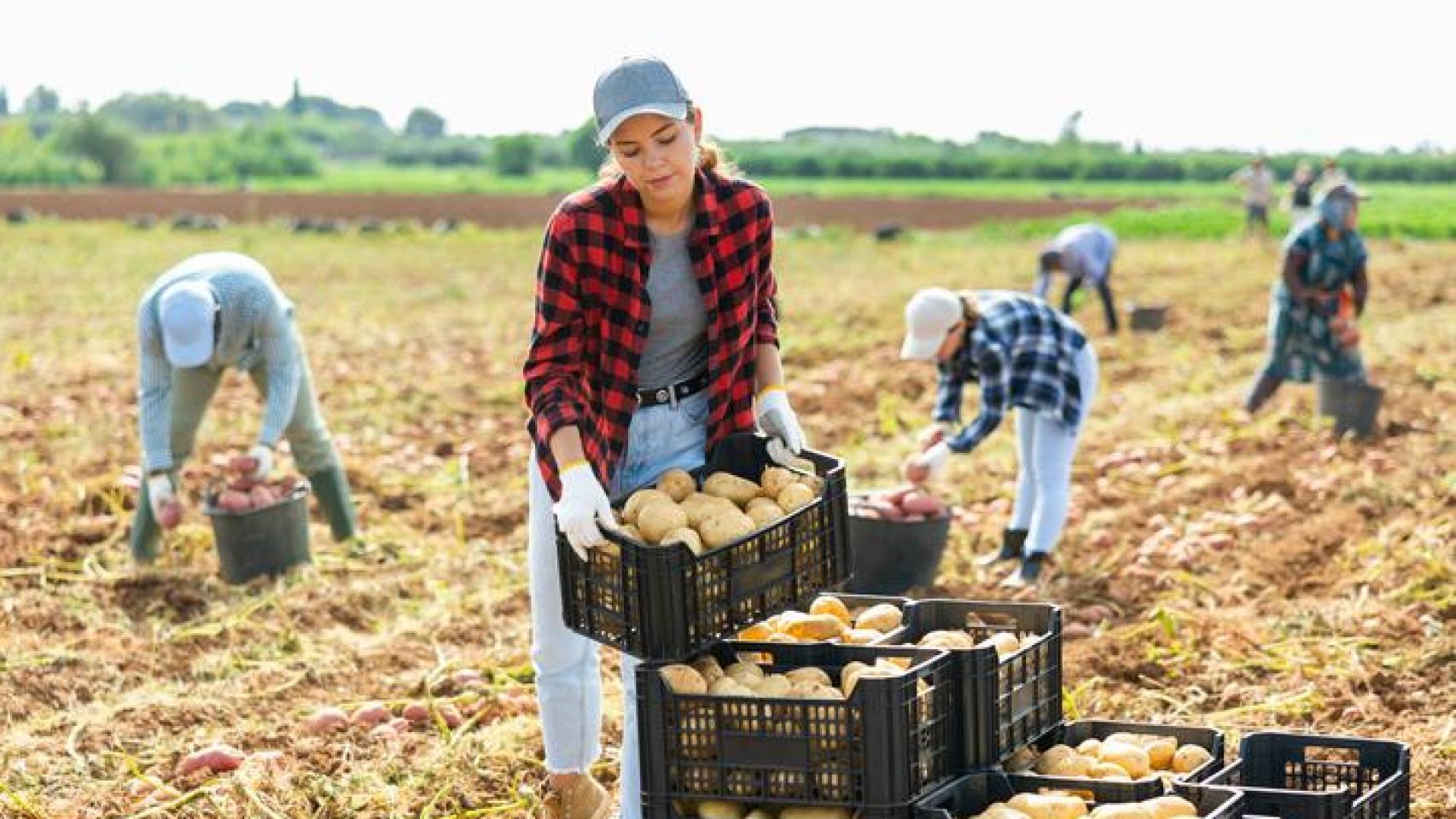Agricultores en la recogida de patatas.