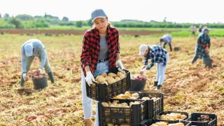 Agricultores en la recogida de patatas.